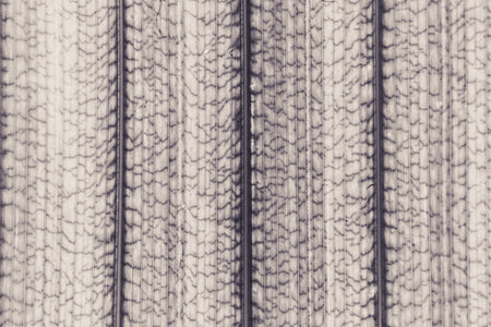 abstract pattern leaf, Palm leaves texture with shadowの写真素材