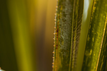 Abstract dark Palm branch with thorn.の写真素材