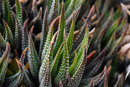Close-up abstract background of Haworthiopsis fasciata or Haworthia fasciata or Haworthia Zebra succulent. Selective focus.の写真素材