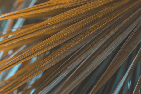 Low key palm leaves dark nature background.の写真素材