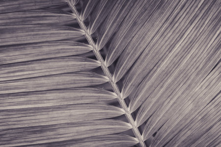 abstract pattern leaf, Palm leaves texture with shadowの写真素材