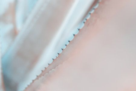 abstract pattern of agave plant.の写真素材