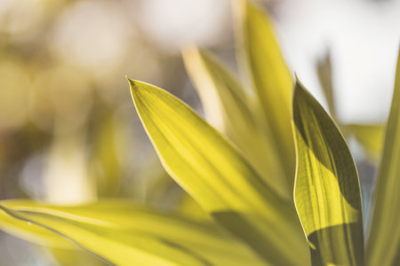 Dracaena Background,The leaves are beautiful detail.の写真素材