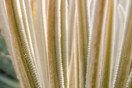 Fresh palm leaf, Abstract green background, Selective focus.の写真素材