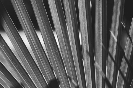 Low key palm leaves dark nature background.の写真素材