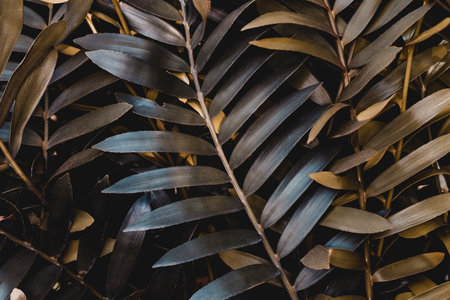 Low key palm leaves dark nature background.の写真素材