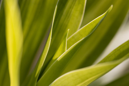 Dracaena Background, Abstract leaves are beautiful detail.の写真素材