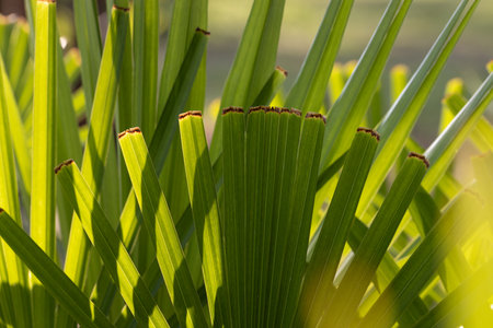 Low key palm leaves dark nature background.の写真素材