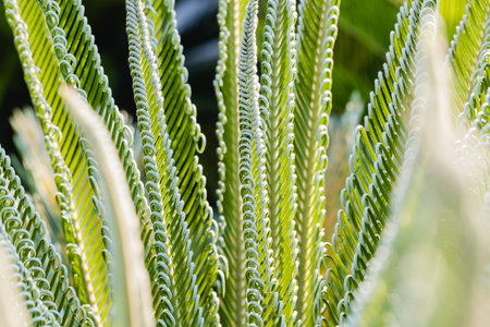 Fresh palm leaf, Abstract green background, Selective focus.の写真素材