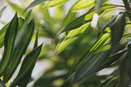 Dracaena Background, Abstract leaves are beautiful detail.の写真素材
