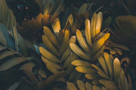 Low key palm leaves dark nature background.の写真素材