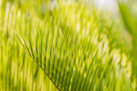 Fresh palm leaf, Abstract green texture background. Selective focusの写真素材
