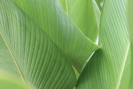 Low key abstract green leaves dark nature background.の写真素材