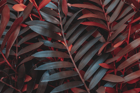 Low key palm leaves dark nature background.の写真素材