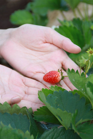 Strawberry on handの写真素材