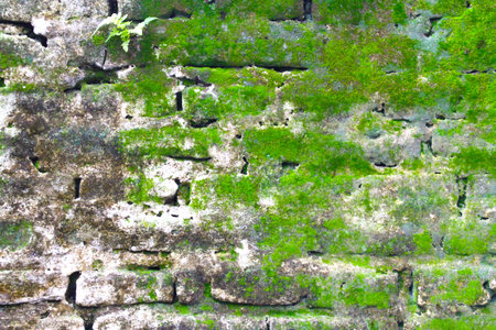 Brick wall with mossの写真素材