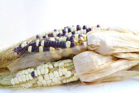 corn on white の写真素材