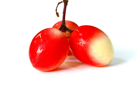 Karonda or Carissa carandas isolated on white backgroundの写真素材