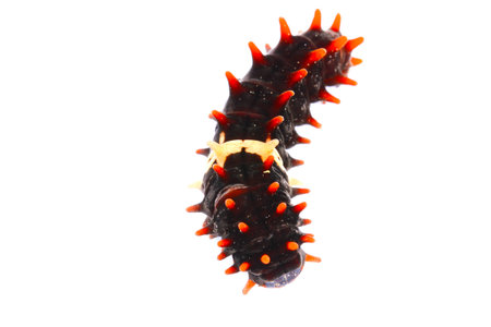 Caterpillar on white