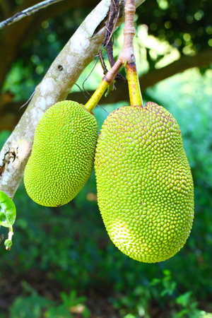 Jack fruits