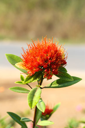 Xanthostemon chrysanthus