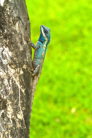 Closeup of Changeable lizard on tree, green backgroundの写真素材