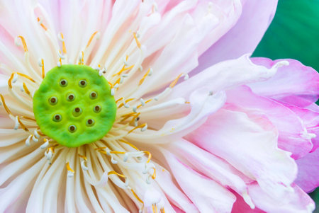 beautiful lotusの写真素材