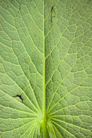beautiful lotus leaf.の写真素材
