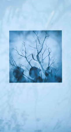 Silhouette of a dead tree. Nature and life.の写真素材