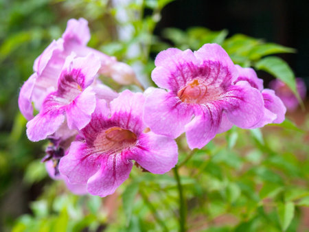 Hollyhock. Plant Care. flowers in natureの写真素材