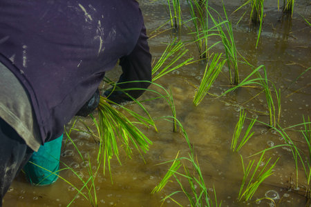 Thai farmer start plantings rice in water paddle. Asian female farmer planting rice in field. Thai farmer planting on the paddy rice farmland.の写真素材