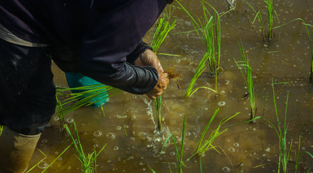 Thai farmer start plantings rice in water paddle. Asian female farmer planting rice in field. Thai...