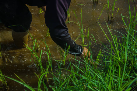 Thai farmer start plantings rice in water paddle. Asian female farmer planting rice in field. Thai...