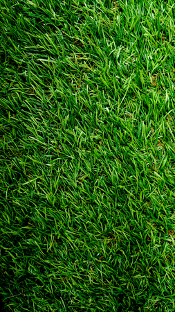 Green grass floor. Outdoor house floor.の写真素材