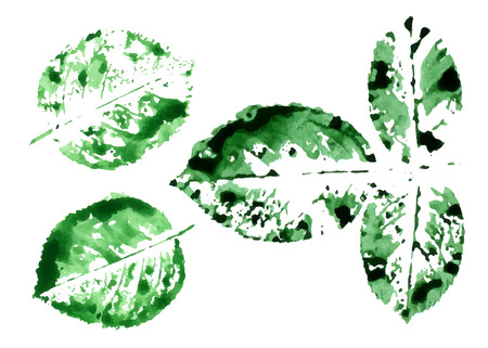 Green rose leaves in color water style.のイラスト素材