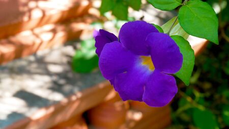 Purple flower in the garden.の写真素材