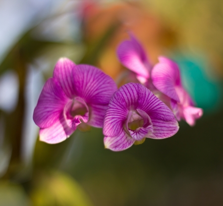 Beautiful purple orchid  の写真素材