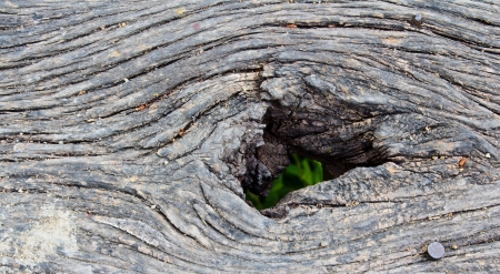 Texture of old Wood の写真素材