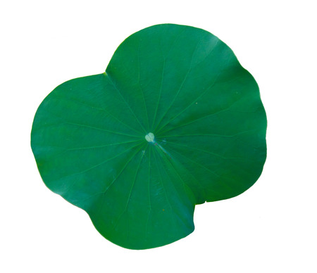 Lotus leaf の写真素材