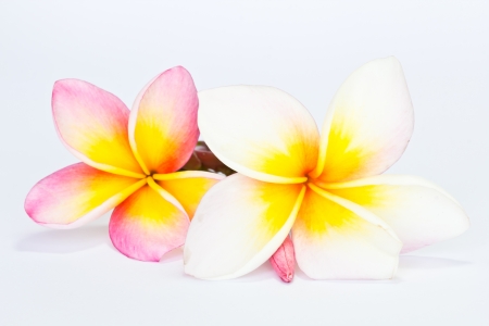 Frangipani, Pumeria, Frangipanni, isolated on white backgroundの写真素材