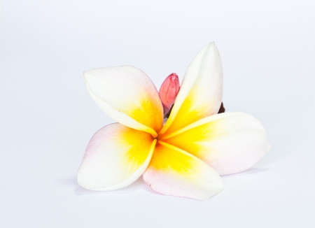 Frangipani, Pumeria, Frangipanni, isolated on white backgroundの写真素材