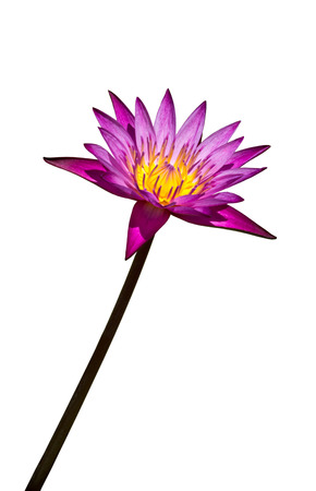 Lotus flower isolated on white background の写真素材