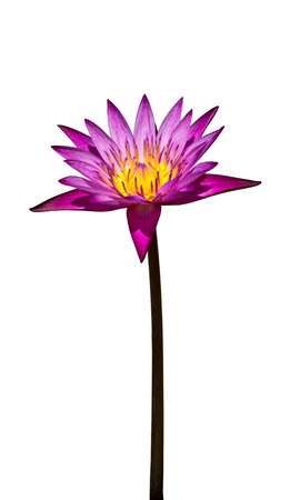 Lotus flower isolated on white background の写真素材