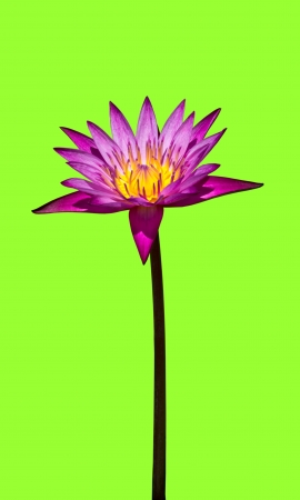 Lotus flower isolated on a green background  の写真素材