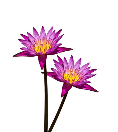 Lotus flower isolated on white background の写真素材
