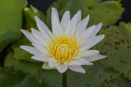 Beautiful white lotus is blooming in the pond on a calm day with very soft lightの写真素材