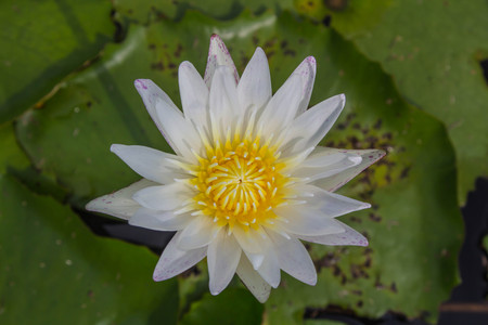 Beautiful white lotus is blooming in the pond on a calm day with very soft lightの写真素材