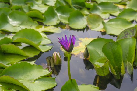 Beautiful white lotus is blooming in the pond on a calm day with very soft lightの写真素材