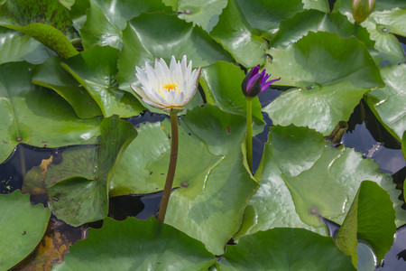 Beautiful white lotus is blooming in the pond on a calm day with very soft lightの写真素材