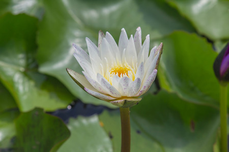Beautiful white lotus is blooming in the pond on a calm day with very soft lightの写真素材
